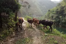 老一辈的故事（1）——老虎图片