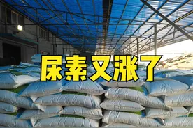 尿素又涨了！每吨上涨30-80元，3000元/吨将要再现？12月还涨吗？图片