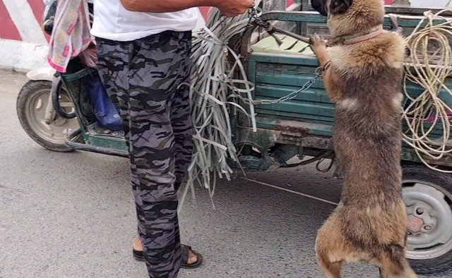 360块，马犬就此卖狗贩，只要钱到位狗主直言：你叫抱哪就抱到哪