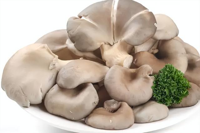 常见菌菇的区别（多到停不下来）