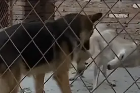 09年黑龙江野狼湖闯进一警犬，整日蹭吃蹭喝，狼主人：来相亲的图片