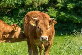 不同肤色的人种可以生育混血儿，为何黄牛和水牛却不能杂交生育？图片