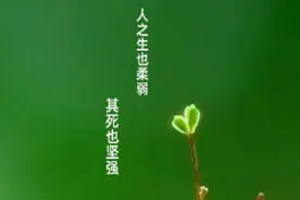 适当柔弱，让自己富有弹性图片
