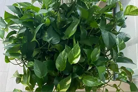 老人常说“一棵绿萝七个鬼”，是什么意思？绿萝能在家里养吗？图片