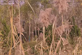 教你头条文章怎样提高阅读量？赚取收益？图片