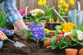 养花先“养根”，3个“小方法”，根系疯长，枝叶繁茂图片