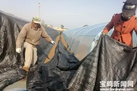宝鸡高新区千河镇肖村：羊肚菌产业托起群众“致富梦”图片