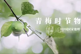 联手中国国家地理走近梅子的一生，溜溜梅再燃“青梅文化”热潮图片