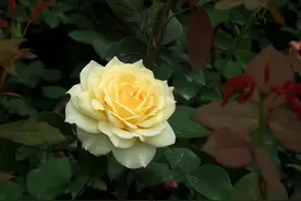 异性相处，男女间的“捅破窗户纸”，往往是从这些“默许”开始的图片