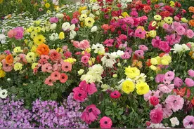 春天美丽的12枝花，每枝花对应一首名诗，哪首“花之诗”排榜首？图片