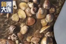 藏不住了！收好大连这份赶海攻略图片