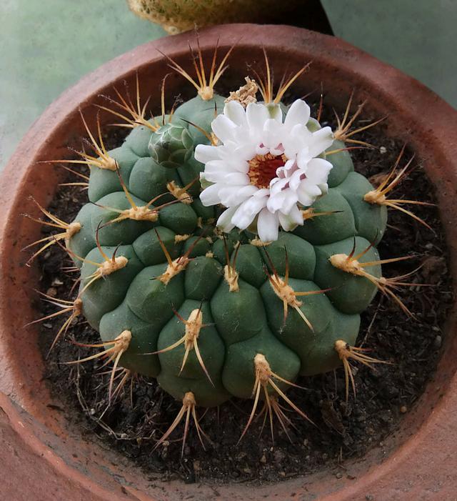 美丽/奇异花草欣赏系列——各种仙人球之新天地