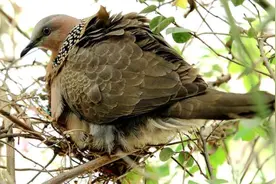 斑鸠不会筑巢？随处可见的斑鸠能不能吃，为何说吃斑鸠危害很大？图片