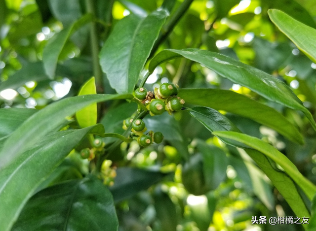 娌冩煈淇濇灉鎶€鏈柟妗堬紝杩欐牱淇濇灉骞兼灉鑶ㄥぇ蹇互鏋滃帇姊? onerror=