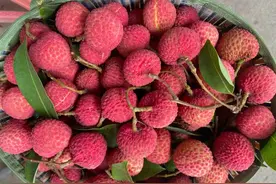 荔枝1-12月详细种植管理日记：如秋冬梢管理、及保花保果等记录图片