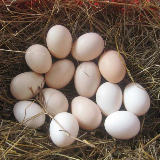 寤鸿灏戠粰瀛╁瓙鍚冭惀鍏诲搧锛屽鍚?绉嶉鐗╋紝渚垮疁鍙堣惀鍏伙紝甯稿悆灏戠敓鐥? onerror=