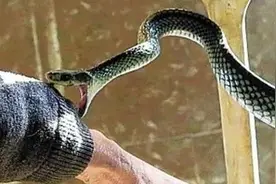 为什么蛇在死后还能咬人？知识让你避免伤害图片