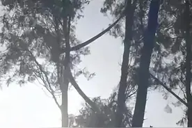 10米高树上现眼镜王蛇，这种蛇有多厉害？有没有动物可以战胜它？图片