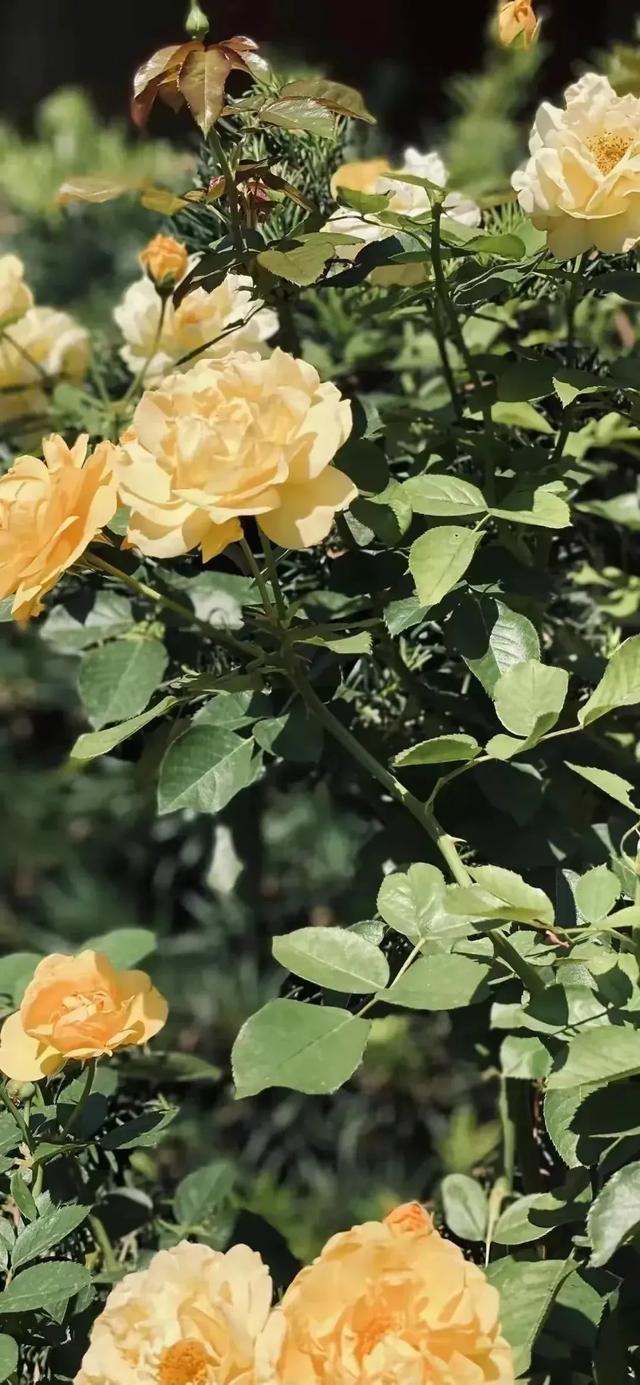 高清壁纸|植物花卉,治愈养眼,小清新唯美