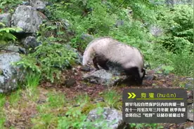 带你认识一种赤峰不为众人所熟知的动物——狗獾图片