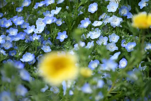 尼康Z8相机升级全新3.00固件：大幅提升自动对焦性能