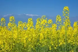 油菜黄，人发狂，又是春情萌动的季节图片