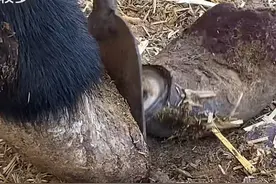 19亿播放量，深更半夜，男生们究竟在抖音上看什么？图片