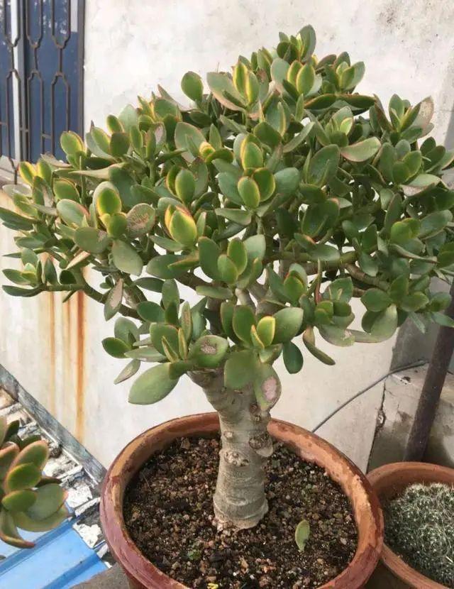 这种多肉名叫"燕子掌",学会4个养护方法,叶子厚实油亮