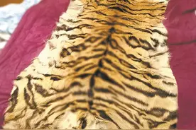@楚天都市报：武汉市民搬家翻出祖传虎皮毯，警方与律师：不能买卖只能自用图片