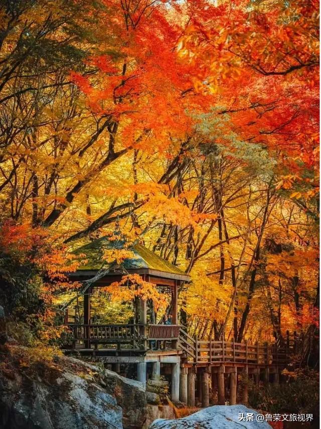 光雾山秋记：在川东北的群山间，邂逅一场红叶的狂欢