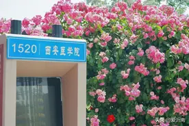 高校老师带学生自制化妆品！颜色源自学校600余米“蔷薇墙”图片
