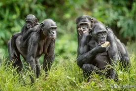 快醒醒！“人是猴子变的”，是错的！图片