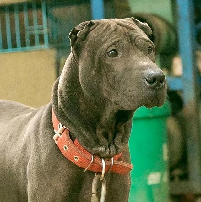 哪种犬厉害,最能打的6种狗,谁才是狗界中的"战斗机"? - 冷求网