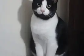 千万不要养奶牛猫，我怕你笑死哈哈哈哈图片