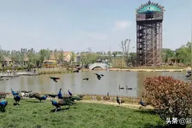 涉阜阳多景区！元旦这样安排......图片