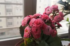 分享一个用于甲流高烧的良方图片