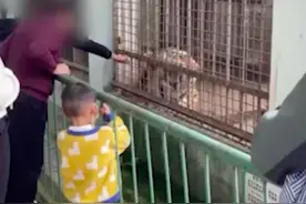 老人带孩子到动物园拿树枝戳老虎，园方回应：不允许这样的行为，将反映给巡视人员图片