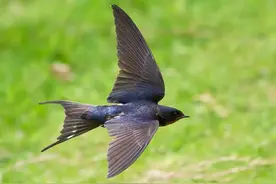 天要下雨的几个征兆你还记得吗？图片