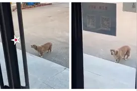 打1针记恨N年！短腿汪天天站医院门口「狂骂兽医」 有人马上逃跑图片