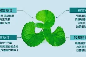 积雪草能让痘肌胶原蛋白再生？图片