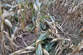 玉米混播，真是好！有啥疑问？有啥想不明白的？几分钟就全懂了图片