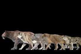 史上最大的猫科动物排名，复活任何一种都能秒杀现代狮虎图片