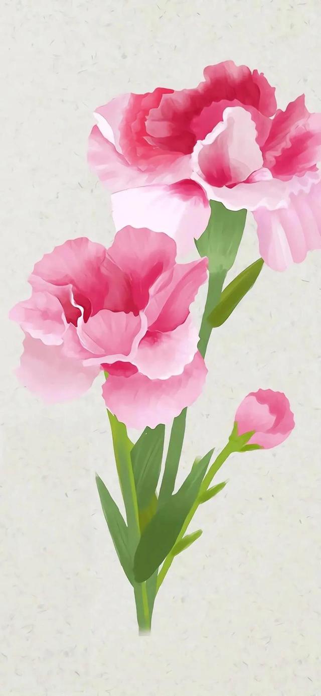 壁纸:送给妈妈的花康乃馨