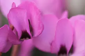 新春快乐 | 兔年来看兔子花——仙客来图片