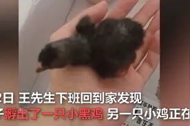 究竟有多热？南京男子网购“活珠子”准备食用，因天气太热孵出小鸡图片