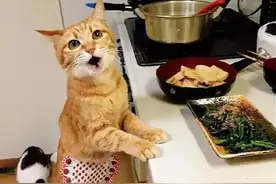 主人阳了，猫咪主动帮忙做家务，网友：比我老公好用！图片