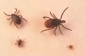 河南3人因蜱虫病病逝！当下正是高发季，“四要”防护是关键图片