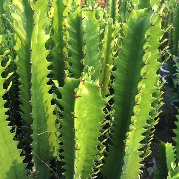 防辐射的植物 防辐射的植物有哪些(图12)