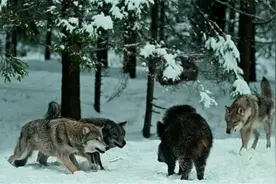 猎人的故事——猎皮子(12)雪夜追杀图片