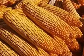 抗茎腐病抗锈病，抗倒伏耐高温，国审玉米新品种珲玉830推荐给你图片